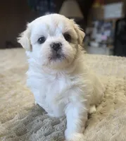 Sherpa, a female Shichon for sale in Frazeysburg, OH – Photo 7 of 10