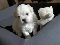 Sherpa, a female Mal Shi for sale in Frazeysburg, OH – Photo 8 of 8