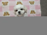 Sherpa, a female Shichon for sale in Frazeysburg, OH – 9 of 10