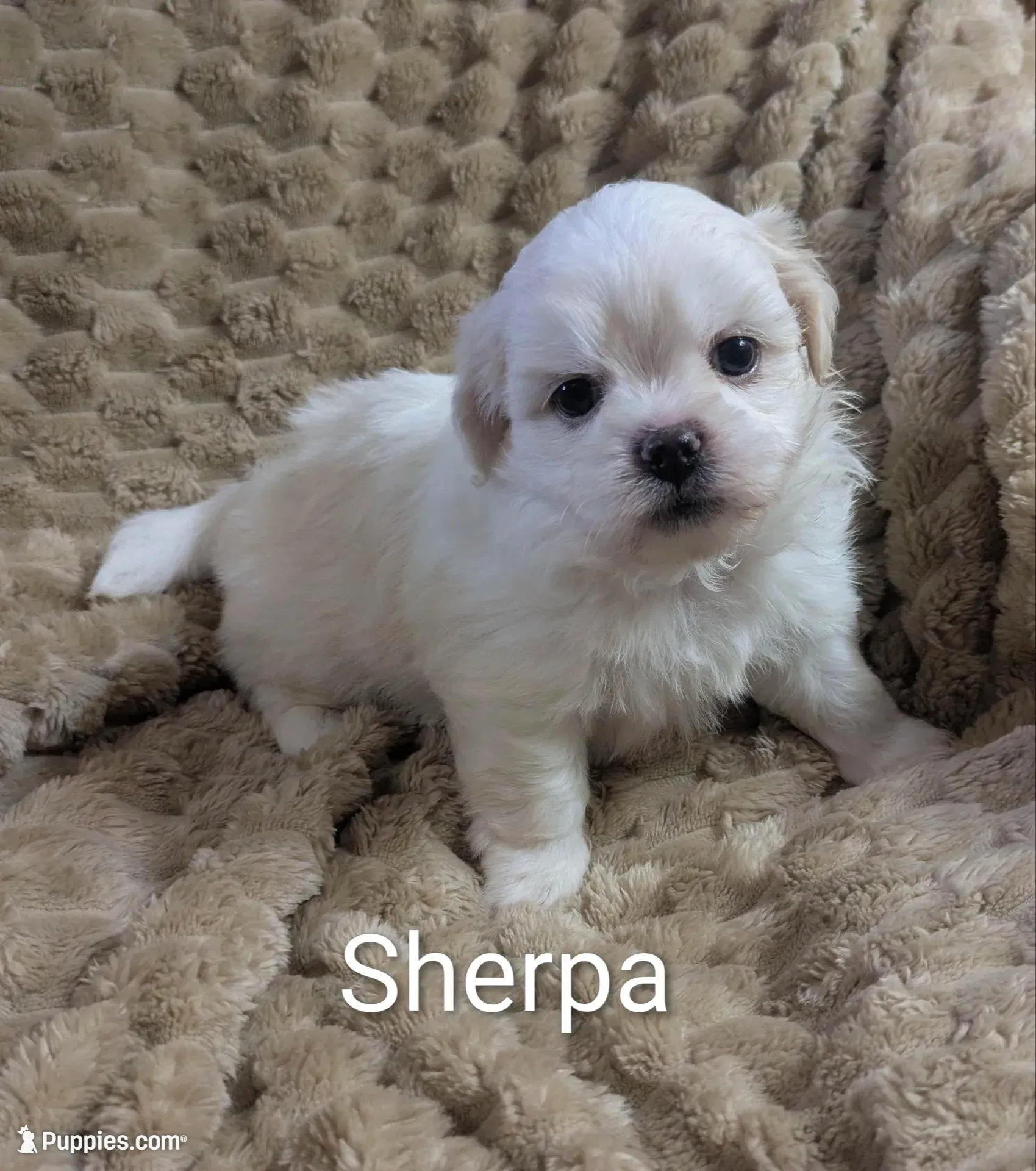 Sherpa, a female Shichon for sale in Frazeysburg, OH – Photo 8 of 10