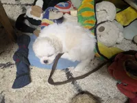 Sherpa, a female Shichon for sale in Frazeysburg, OH – Photo 10 of 10