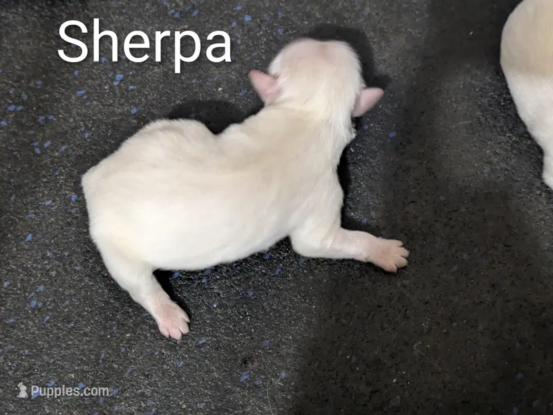 Sherpa, a female Bichon Frise for sale in Frazeysburg, OH – Photo 1 of 1