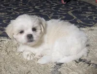 Sherpa, a female Shichon for sale in Frazeysburg, OH – Photo 9 of 10