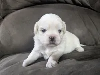 Sherpa, a female Mal Shi for sale in Frazeysburg, OH – Photo 7 of 8