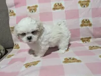 Sherpa, a female Shichon for sale in Frazeysburg, OH – 10 of 10