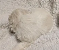 Sherpa, a female Mal Shi for sale in Frazeysburg, OH – Photo 3 of 8