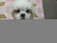 Sherpa, a female Shichon for sale in Frazeysburg, OH – 8 of 10