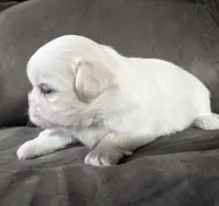 Sherpa, a female Mal Shi for sale in Frazeysburg, OH – Photo 6 of 8