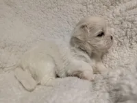 Sherpa, a female Mal Shi for sale in Frazeysburg, OH – Photo 4 of 8