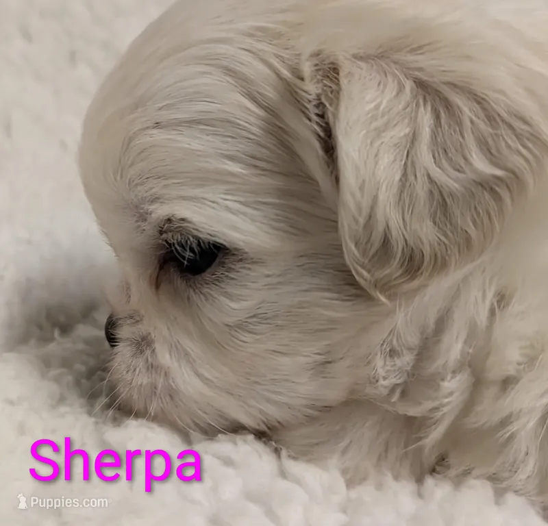 Sherpa – Mal Shi puppy for sale in Frazeysburg, OH