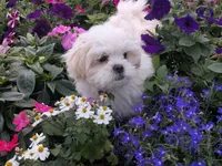 Sherpa, a female Shichon for sale in Frazeysburg, OH – 4 of 10