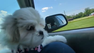 Sherpa, a female Shichon for sale in Frazeysburg, OH – 10 of 10