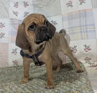 Deano, a male Puggle for sale in Frazeysburg, OH – Photo 8 of 9
