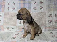 Deano, a male Puggle for sale in Frazeysburg, OH – Photo 4 of 9