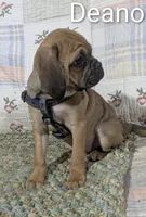 Deano, a male Puggle for sale in Frazeysburg, OH – Photo 5 of 9
