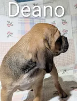Deano, a male Puggle for sale in Frazeysburg, OH – Photo 9 of 9