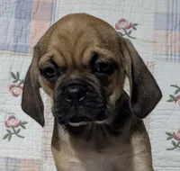 Deano, a male Puggle for sale in Frazeysburg, OH – Photo 2 of 9