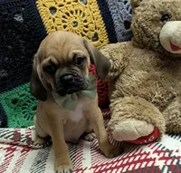 Deano, a male Puggle for sale in Frazeysburg, OH – Photo 1 of 9