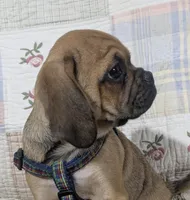 Deano, a male Puggle for sale in Frazeysburg, OH – Photo 7 of 9