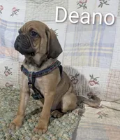 Deano, a male Puggle for sale in Frazeysburg, OH – Photo 6 of 9