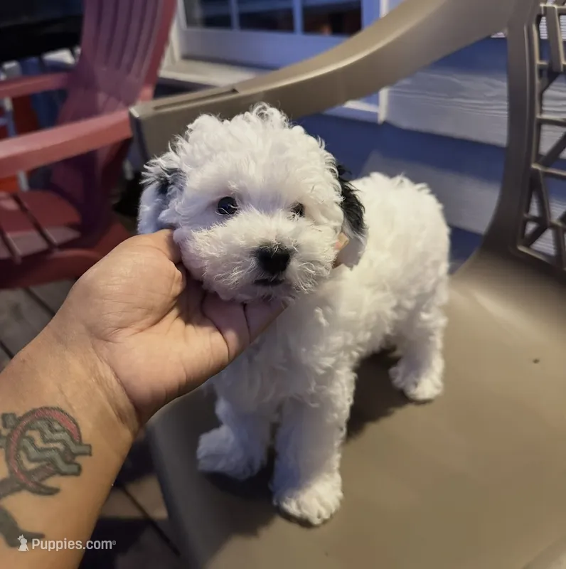 2 purebred female Puppies left!  New low price!   – Poodle - Toy  puppy for sale in Kennesaw, GA
