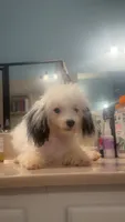 2 purebred toy poodle female Puppies left!  New low price!  , a female Poodle - Toy  for sale in Kennesaw, GA – 5 of 6