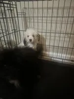 2 purebred toy poodle female Puppies left!  New low price!  , a female Poodle - Toy  for sale in Kennesaw, GA – 6 of 6