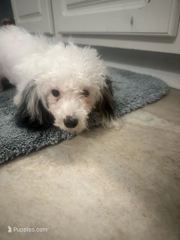 2 purebred toy poodle female Puppies left!  New low price!   – Poodle - Toy  puppy for sale in Kennesaw, GA