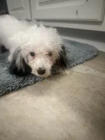 2 purebred toy poodle female Puppies left!  New low price!  , a female Poodle - Toy  for sale in Kennesaw, GA – 1 of 6