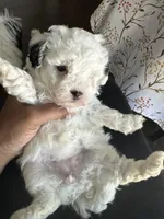 New puppy litter , a female Poodle - Toy  for sale in Kennesaw, GA – Photo 7 of 10