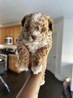 New puppy litter , a female Poodle - Toy  for sale in Kennesaw, GA – Photo 8 of 10