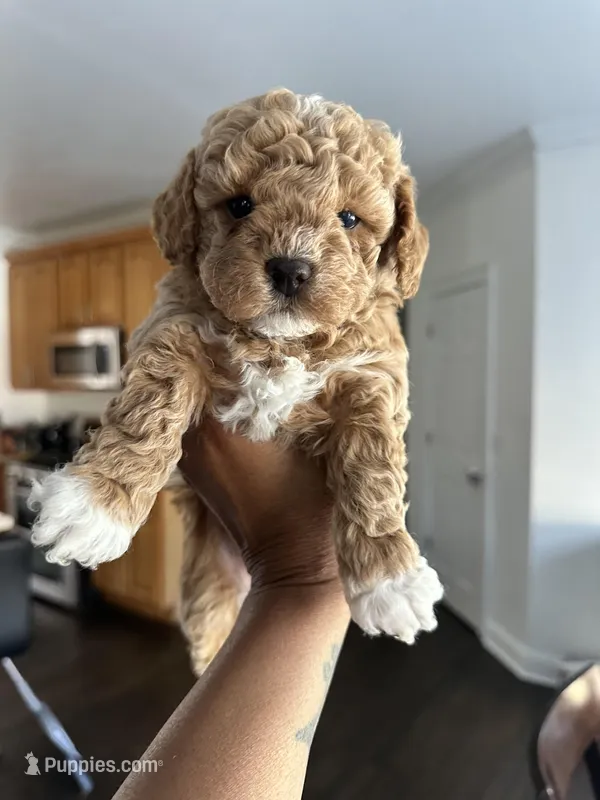 New puppy litter  – Poodle - Toy  puppy for sale in Kennesaw, GA