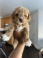 New puppy litter , a female Poodle - Toy  for sale in Kennesaw, GA – Photo 4 of 10