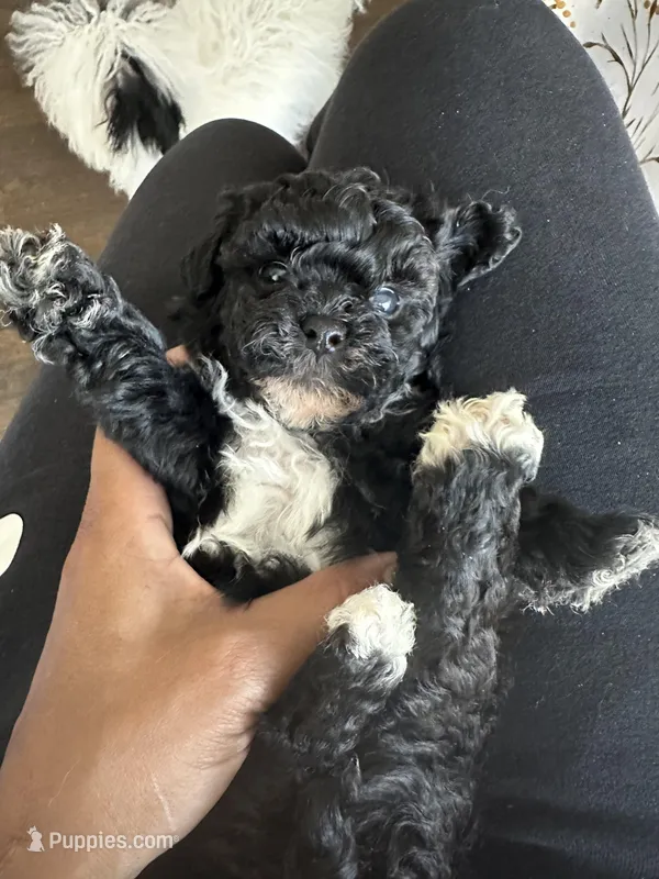 3 purebred female Puppies left!   – Poodle - Toy  puppy for sale in Kennesaw, GA