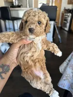 New puppy litter , a female Poodle - Toy  for sale in Kennesaw, GA – Photo 9 of 10