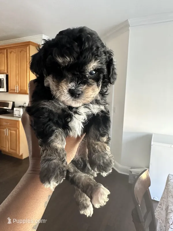 New puppy litter  – Poodle - Toy  puppy for sale in Kennesaw, GA