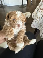 New puppy litter , a female Poodle - Toy  for sale in Kennesaw, GA – Photo 10 of 10