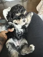 New puppy litter , a female Poodle - Toy  for sale in Kennesaw, GA – Photo 3 of 10