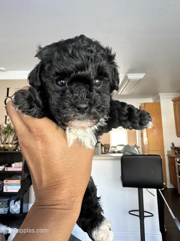 2 purebred female Puppies left!  New low price!   – Poodle - Toy  puppy for sale in Kennesaw, GA