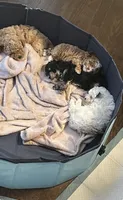 New puppy litter , a female Poodle - Toy  for sale in Kennesaw, GA – 7 of 7
