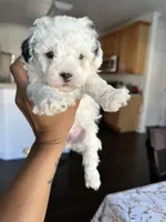 New puppy litter , a female Poodle - Toy  for sale in Kennesaw, GA – Photo 6 of 10