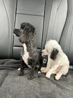 purebred toy poodle female , a female Poodle - Toy  for sale in Kennesaw, GA – 4 of 10