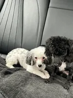 purebred toy poodle female , a female Poodle - Toy  for sale in Kennesaw, GA – 5 of 10