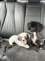 purebred toy poodle female , a female Poodle - Toy  for sale in Kennesaw, GA – 2 of 10