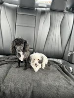 purebred toy poodle female , a female Poodle - Toy  for sale in Kennesaw, GA – 9 of 10