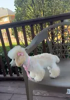 Venus, a female Poodle - Toy  for sale in Kennesaw, GA – Photo 3 of 3