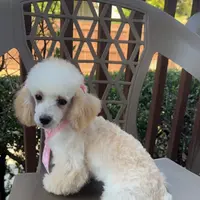 Venus, a female Poodle - Toy  for sale in Kennesaw, GA – Photo 2 of 3