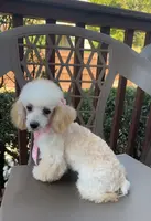 Venus, a female Poodle - Toy  for sale in Kennesaw, GA – Photo 2 of 3