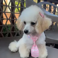 Venus, a female Poodle - Toy  for sale in Kennesaw, GA – Photo 1 of 3