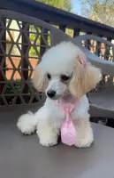 Venus, a female Poodle - Toy  for sale in Kennesaw, GA – Photo 1 of 3